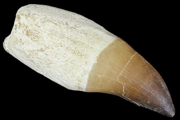 Fossil Rooted Mosasaur (Prognathodon) Tooth - Morocco #163919